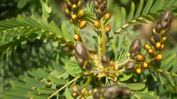 Afrika senna çiçeği, Kaliforniya, ABD 'de bahçıvanlık yapıyor. Doğuştan botanik geçmişi var. Bahar sabahı bahçesinde sarı çiçek, yumuşak odak noktasında taze bahar bitkisi. Şamdan sulu bitki. — Stok video