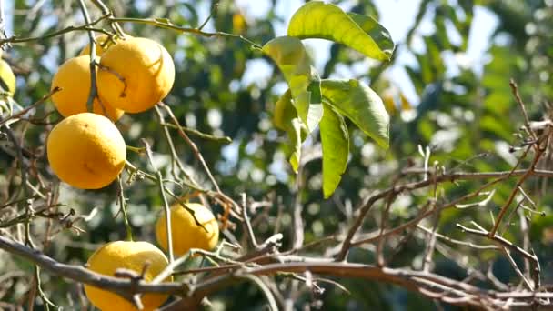 Citrus sinaasappel fruit op boom, California USA. Lente tuin, Amerikaanse lokale landbouwbedrijf plantage, homestead tuinbouw. Sappige verse bladeren, exotische tropische oogst op tak. Voorjaarszon — Stockvideo