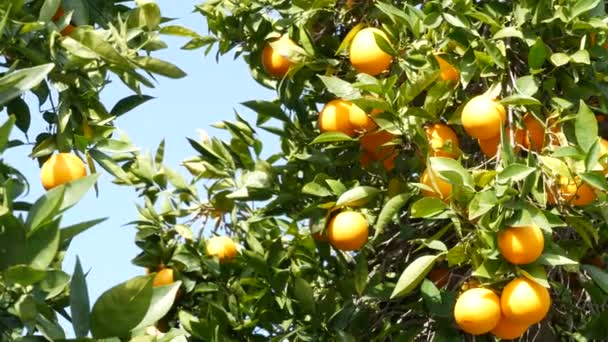 Pomarańczowy owoc cytrusowy na drzewie, Kalifornia USA. Wiosenny ogród, amerykańska plantacja gospodarstw rolnych, ogrodnictwo zagrodowe. Soczyste świeże liście, egzotyczne tropikalne zbiory na gałęzi. Wiosenne niebo — Wideo stockowe