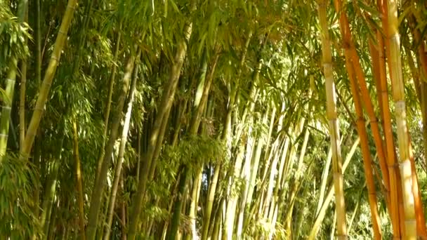 Las bambusowy, egzotyczna azjatycka atmosfera tropikalna. Zielone drzewa w medytacyjnym feng shui zen ogród. Cichy, spokojny gaj, poranna harmonia świeżości w gęstwinach. Japońska lub chińska naturalna orientalna estetyka — Wideo stockowe