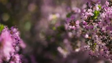Heath tree pink flowers, California USA. Erica arborea briar root springtime bloom. Home gardening, american decorative ornamental houseplant, natural botanical atmosphere. Lilac mauve spring blossom