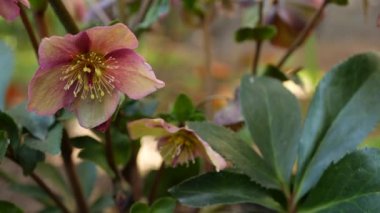 Helleborus kış gülü. Kaliforniya 'da, Orman' da pembe çiçek. Lenten gül çiçeği bahar çiçeği, sabah atmosferi, narin botanik çiçekleri. Bahar perisi tazeliği, ormandaki kır çiçekleri
