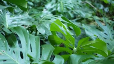 Egzotik canavar yağmur ormanı tropikal atmosferi. Taze sulu yapraklar, Amazon yoğunluğunda derin ormanlar. Koyu yeşil yemyeşil yapraklar. Evergreen ekosistemi. Cennet sakin estetik