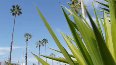 Palms Los Angeles, Kaliforniya, ABD 'de. Pasifik Okyanusu 'ndaki Santa Monica ve Venice Sahili' nin yaz estetiği. Açık mavi gökyüzü ve simgesel palmiye ağaçları. Hollywood 'daki Beverly Hills' in atmosferi. LA titreşimleri