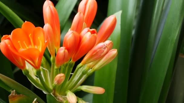 Natal bush kafir lilja blomma, Kalifornien, USA. Clivia miniata orange flamboyant exotisk eldig levande botanisk blomning. Tropisk djungel regnskog atmosfär. Naturlig trädgård levande färsk saftig grönska — Stockvideo