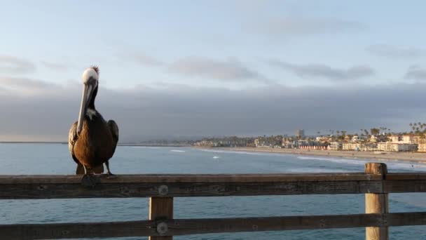 カリフォルニア海のビーチUSAの桟橋に野生の茶色のペリカン。海岸のペリカヌス、大きな鳥。大請求書くちばし — ストック動画