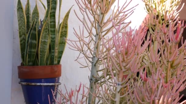 花盆中的蔗糖，加利福尼亚美国的园艺。在五颜六色的粘土盆里种上绿色的房子.墨西哥风格的园林设计,干旱荒漠装饰花卉栽培.天然植物观赏植物 — 图库视频影像