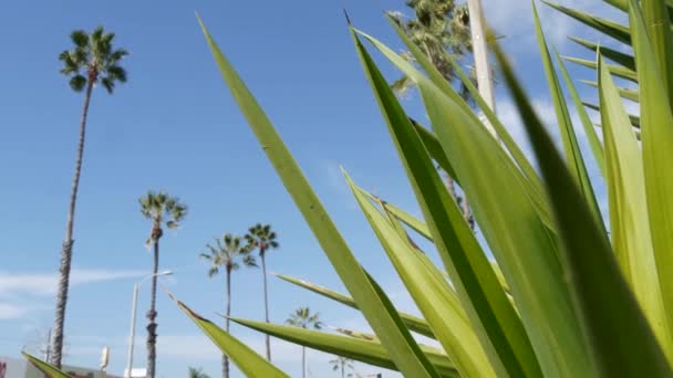 Palmen in Los Angeles, Californië, Verenigde Staten. Zomer esthetiek van Santa Monica en Venice Beach op de Stille Oceaan. Heldere blauwe lucht en iconische palmbomen. Sfeer van Beverly Hills in Hollywood. LA-vibes — Stockvideo