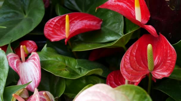Red calla lily flower, dark green leaves. Elegant maroon floral blossom. Exotic tropical jungle rainforest, stylish trendy botanical atmosphere. Natural vivid greenery, paradise aesthetic. Arum plant — Stock Video