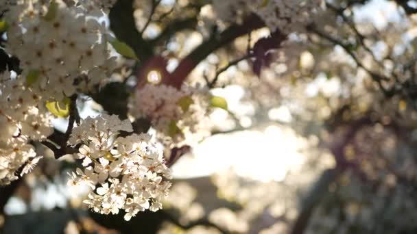 Flor blanca primaveral de cerezo, California, EE.UU. Delicadas flores de sakura tiernas de pera, manzana o albaricoque. Ambiente romántico fresco de primavera, flor botánica pura, enfoque suave bokeh. — Vídeo de stock
