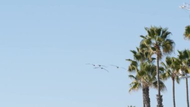 Büyük pelikan kuşları uçuyor, Pelecanus gökyüzünde uçuyor. Kaliforniya, Oceanside 'daki palmiye ağaçları.