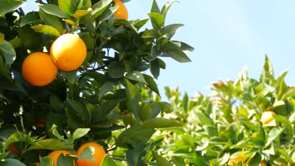 Цитрусовые апельсины на дереве, Калифорния, США. Весенний сад, американская местная сельскохозяйственная ферма, усадьба садоводства. Сочные свежие листья, экзотический тропический урожай на ветке. Весеннее небо — стоковое видео