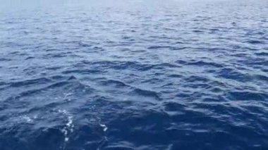 Özgürlük içinde yunuslar sürüsü, Pasifik Okyanusu mavi suyu. Denizdeki vahşi hayvanlar okulu. Kaliforniya ABD.