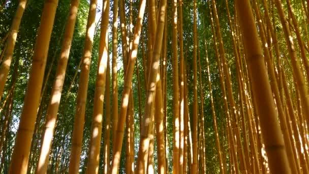 Bosque de bambú, exótica atmósfera tropical asiática. Árboles verdes en jardín zen feng shui meditativo. Bosque tranquilo y tranquilo, frescura armonía matutina en matorral. Estética oriental natural japonesa o china — Vídeo de stock