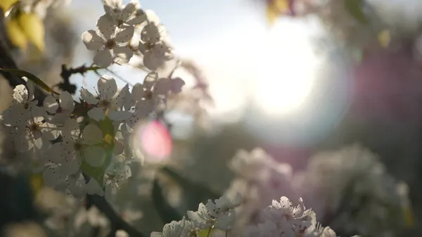 Frühling weiße Blüte des Kirschbaums, Kalifornien, USA. Zarte zarte Sakura-Blüten aus Birne, Apfel oder Aprikose. Frühling frische romantische Atmosphäre, rein botanische Blüte, weicher Fokus Bokeh. — Stockfoto