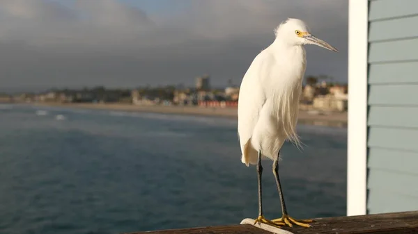 Fehér havas egret a mólón korlátok, Kalifornia USA. Tengerpart, tengervíz hullámok. Tengerparti gémesmadár — Stock Fotó