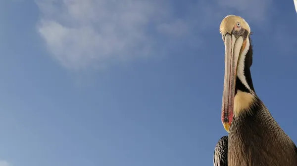 Divoký hnědý pelikán na molu, Kalifornská oceánská pláž USA. Pobřežní pelekanus, velký ptáku. Velký zobák — Stock fotografie