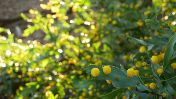 Acacia glaucoptera sarı çiçekleri, Kaliforniya ABD. Avustralya 'ya özgü, düz, kil boyalı, sıra dışı, özgün egzotik cilt bakımı. Sakin bahar sabahı atmosferi, tropikal bahar yağmur ormanları — Stok fotoğraf