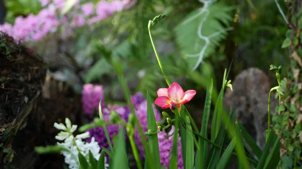 Tiny freesia hyacinth purple flower in forest, California USA. Springtime morning atmosphere, delicate tiny violet pink green plant. Spring fairy botanical pure freshness. Wilderness wood ecosystem — Stock Photo, Image