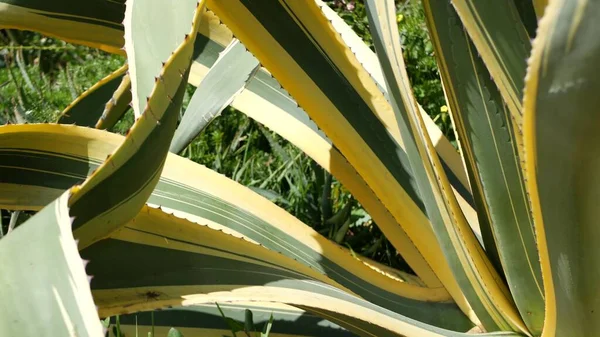Agave leaves, soczyste ogrodnictwo w Kalifornii, USA. Projektowanie ogrodów, yucca, wieku roślin lub aloesu. Naturalne botaniczne ozdobne meksykańskie rośliny domowe, pustynny suchy klimat dekoracyjna florystyka — Zdjęcie stockowe
