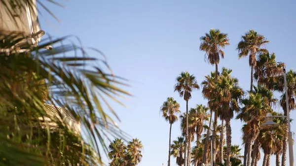 Palms Los Angeles, Kaliforniya, ABD 'de. Pasifik Okyanusu 'ndaki Santa Monica ve Venice Sahili' nin yaz estetiği. Açık mavi gökyüzü ve simgesel palmiye ağaçları. Hollywood 'daki Beverly Hills' in atmosferi. LA titreşimleri — Stok fotoğraf