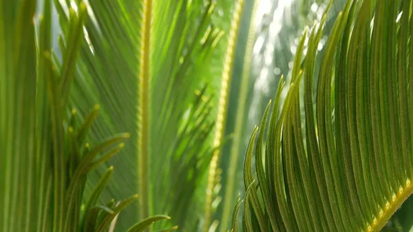 Cycad fern daun di hutan, California Amerika Serikat. Hijau segar juicy alami botani daun. Encephalartos atau zamiaceae dedaunan palem yang rimbun. Hutan tropis hutan hujan desain suasana taman — Stok Foto