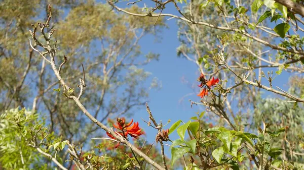 Coral tree red flower in garden, California USA. Erythrina flame tree springtime bloom, romántico ambiente botánico, delicada flor tropical exótica. Colores extravagantes de primavera. Frescura suave borrosa — Foto de Stock