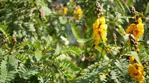 African senna flower blossom, gardening in California, USA. Natural botanical close up background. Yellow bloom in spring morning garden, fresh springtime flora in soft focus. Candlestick juicy plant. — Stock Photo, Image