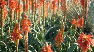 Aloe sulu kırmızı çiçek, California USA. Çöl bitkisi, kurak iklim doğal botanik yakın plan. Aloe Vera 'nın canlı sulu çiçekleri. Amerika 'da bahçıvanlık, kaktüs ve agave ile yetişir.