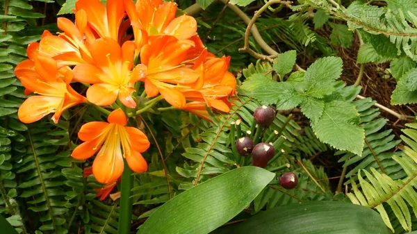 Natal bush kafir lelie bloem, Californië, Verenigde Staten. Clivia miniata oranje flamboyante exotische vurige levendige botanische bloei. Tropische jungle regenwoud sfeer. Natuurlijke tuin levendig vers sappig groen — Stockfoto