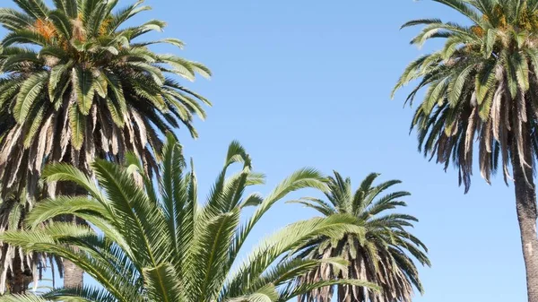 Palmiers à Los Angeles, Californie, États-Unis. Esthétique estivale de Santa Monica et Venice Beach sur l'océan Pacifique. Ciel bleu clair et palmiers emblématiques. Atmosphère de Beverly Hills à Hollywood. LA vibes — Photo