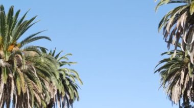 Palms Los Angeles, Kaliforniya, ABD 'de. Pasifik Okyanusu 'ndaki Santa Monica ve Venice Sahili' nin yaz estetiği. Açık mavi gökyüzü ve simgesel palmiye ağaçları. Hollywood 'daki Beverly Hills' in atmosferi. LA titreşimleri