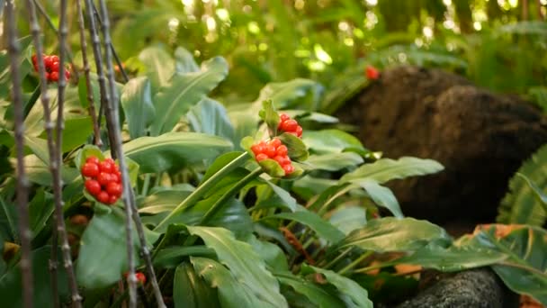 カリフォルニア州の森の中の赤い果実。エキゾチックな熱帯ジャングルの熱帯雨林植物の雰囲気。春の朝ジューシーな鮮やかな緑、植物の葉。春の妖精の庭、木の植物の新鮮さ — ストック動画