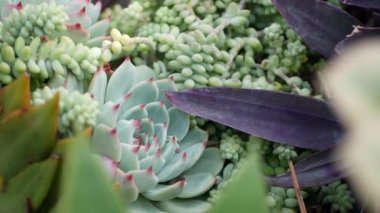 Sulu bitki koleksiyonu, Kaliforniya, ABD 'de bahçıvanlık. Ev bahçesi tasarımı, çeşitli botanik tavuk çeşitliliği ve yavrular. Dekoratif dekoratif ekvator çiçekleri, çiçekçilik karışımı.