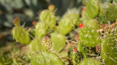 Kaktüs sulu bitki, California USA. Çöl bitkisi, kurak iklim doğal çiçek, botanik yakın plan. Yeşil süslemeli sıra dışı ev bitkisi. Amerika 'da bahçıvanlık, aloe ve agave ile büyür
