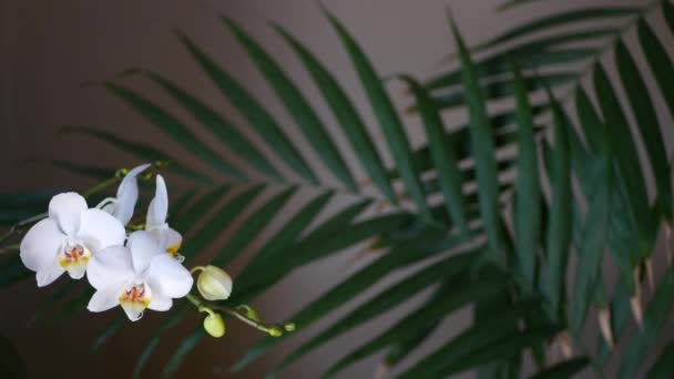 Beyaz orkide çiçeği ve palmiye yaprağı gölgesi. Zarif narin, yumuşak çiçek. Egzotik tropikal orman yağmur ormanları modaya uygun botanik atmosfer. Koyu yeşil cennet estetiği — Stok video