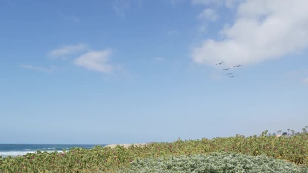 Pelikaner flyger på himlen, Kaliforniens fredliga kust USA. Fåglar och havsstrand. Flock av pelecanus i luft. — Stockvideo