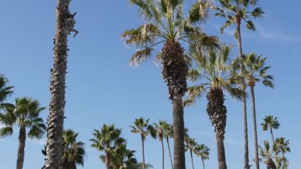 Palmiers à Los Angeles, Californie, États-Unis. Esthétique estivale de Santa Monica et Venice Beach sur l'océan Pacifique. Ciel bleu clair et palmiers emblématiques. Atmosphère de Beverly Hills à Hollywood. LA vibes — Video