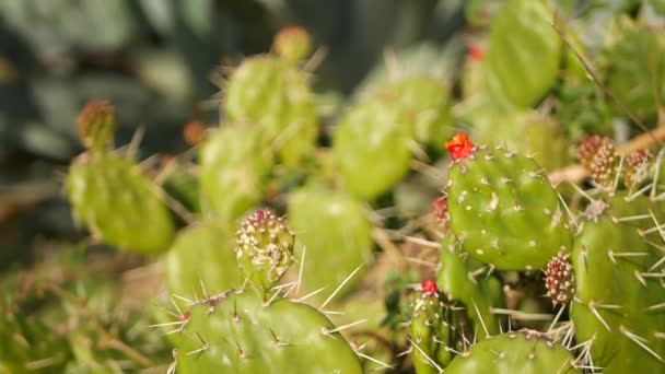 Cactus succulent fabrikk, California USA. Ørkenflora, tørt klima, naturlig blomst, botanisk nærmiljø. Grønn dekorativ uvanlig husplante. Hagebruk i Amerika, vokser med aloe og agave – stockvideo
