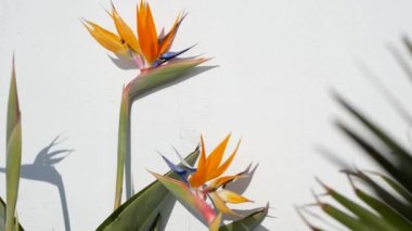 Strelitzia cennet kuşu tropikal turna çiçeği, California USA. Portakal rengi egzotik çiçekler, beyaz duvarda gölgeler, bahçe işleri için doğal moda bitkiler. Los Angeles yaz atmosferi