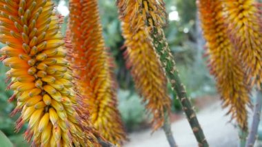 Aloe sulu bitki sarı çiçek, California USA. Çöl bitki örtüsü iklimi doğal botanik yakın plan. Aloe Vera 'nın canlı turuncu çiçeği. Amerika 'da bahçıvanlık, kaktüs ve agave ile yetişir.