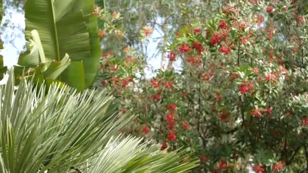 Bayas rojas en el árbol, jardinería en California, EE.UU. Fondo botánico atmosférico natural de cerca. Viburnum, jardín matutino de primavera u otoño o bosque, primavera fresca o flora otoñal en suave enfoque — Vídeos de Stock