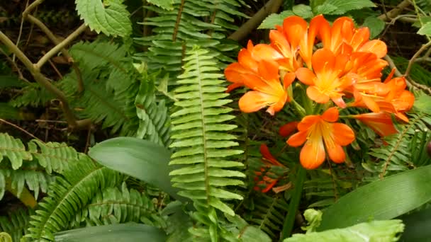 Natal bush kafir lily flower, California, USA. Clivia miniata oranžový okázalý exotický ohnivý zářivý botanický květ. Tropická deštná pralesní atmosféra. Přírodní zahrada živé čerstvé šťavnaté zeleně — Stock video