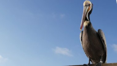 Kaliforniya okyanus plajı, rıhtımdaki vahşi kahverengi pelikan. Kıyıdaki pelecanus, büyük kuş. Büyük gagalı.
