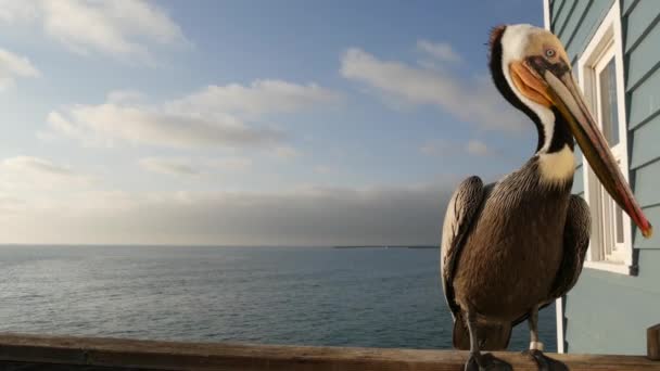 Divoký hnědý pelikán na molu, Kalifornská oceánská pláž USA. Pobřežní pelekanus, velký ptáku. Velký zobák — Stock video