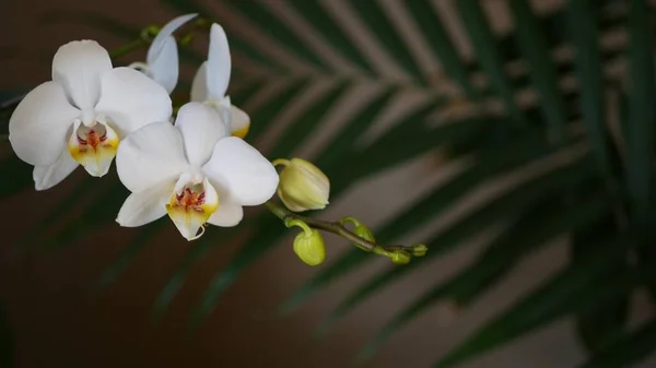 Цветок белой орхидеи и тень пальмовых листьев. Элегантный нежный цветочный цветок. Экзотические тропические джунгли тропических лесов стильная модная ботаническая атмосфера. Темно-зеленый рай эстетический — стоковое фото