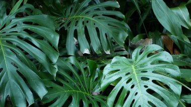 Egzotik canavar yağmur ormanı tropikal atmosferi. Taze sulu yapraklar, Amazon yoğunluğunda derin ormanlar. Koyu yeşil yemyeşil yapraklar. Evergreen ekosistemi. Cennet sakin estetik