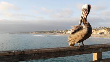 Kaliforniya okyanus plajı, rıhtımdaki vahşi kahverengi pelikan. Kıyıdaki pelecanus, büyük kuş. Büyük gagalı.