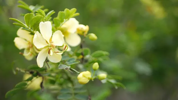 Flor amarilla de senna en el jardín, California, EE.UU. Cassia vela primavera flor pura, ambiente botánico romántico, delicada flor tierna. Colores de luz primavera. Frescura suave borrosa, mañana tranquila. —  Fotos de Stock