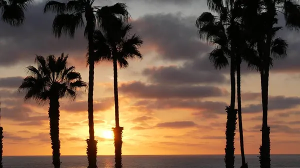 Palmy i zmierzch nieba w Kalifornii USA. Tropikalna, oceaniczna atmosfera zachodu słońca. Wibracje Los Angeles. — Zdjęcie stockowe